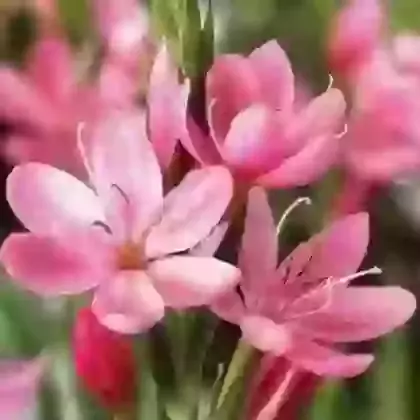 Schizostylis (Kaffir Lily)